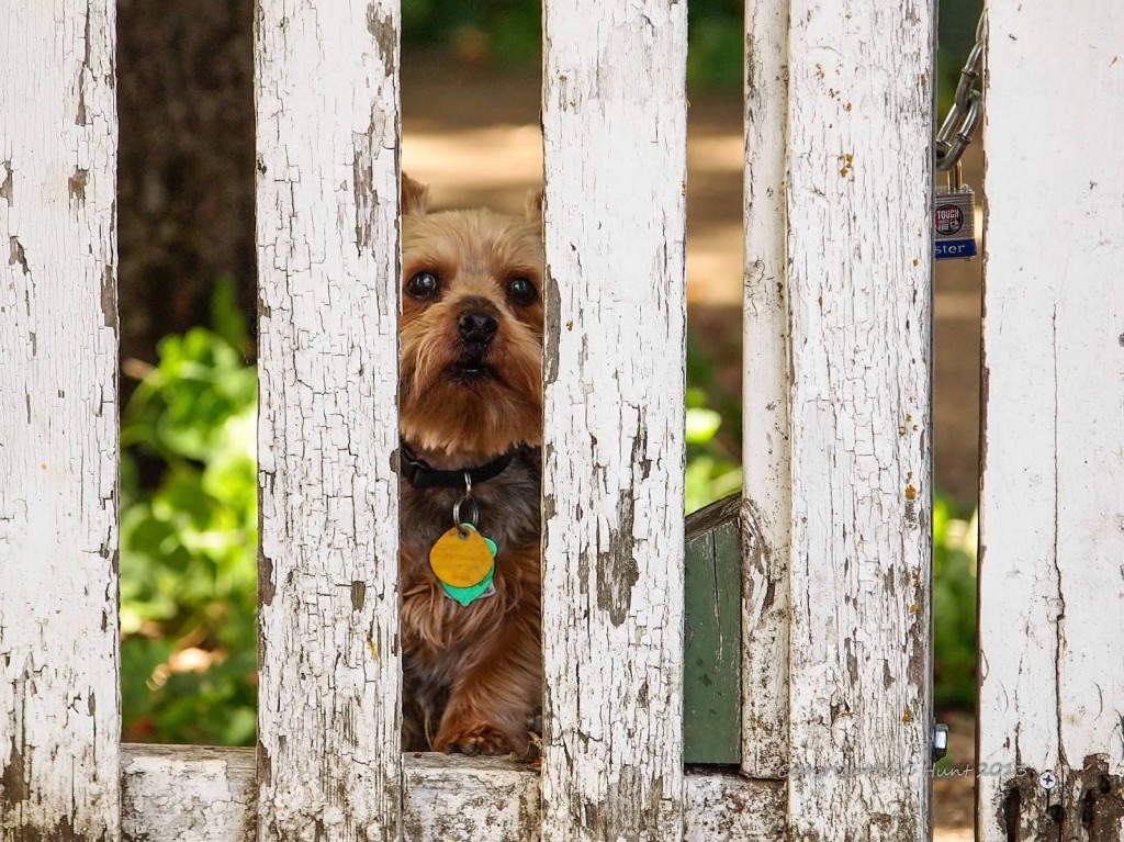 _Dog through fence