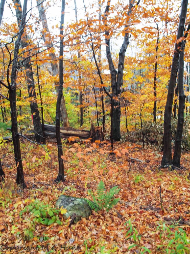 Vermont woods