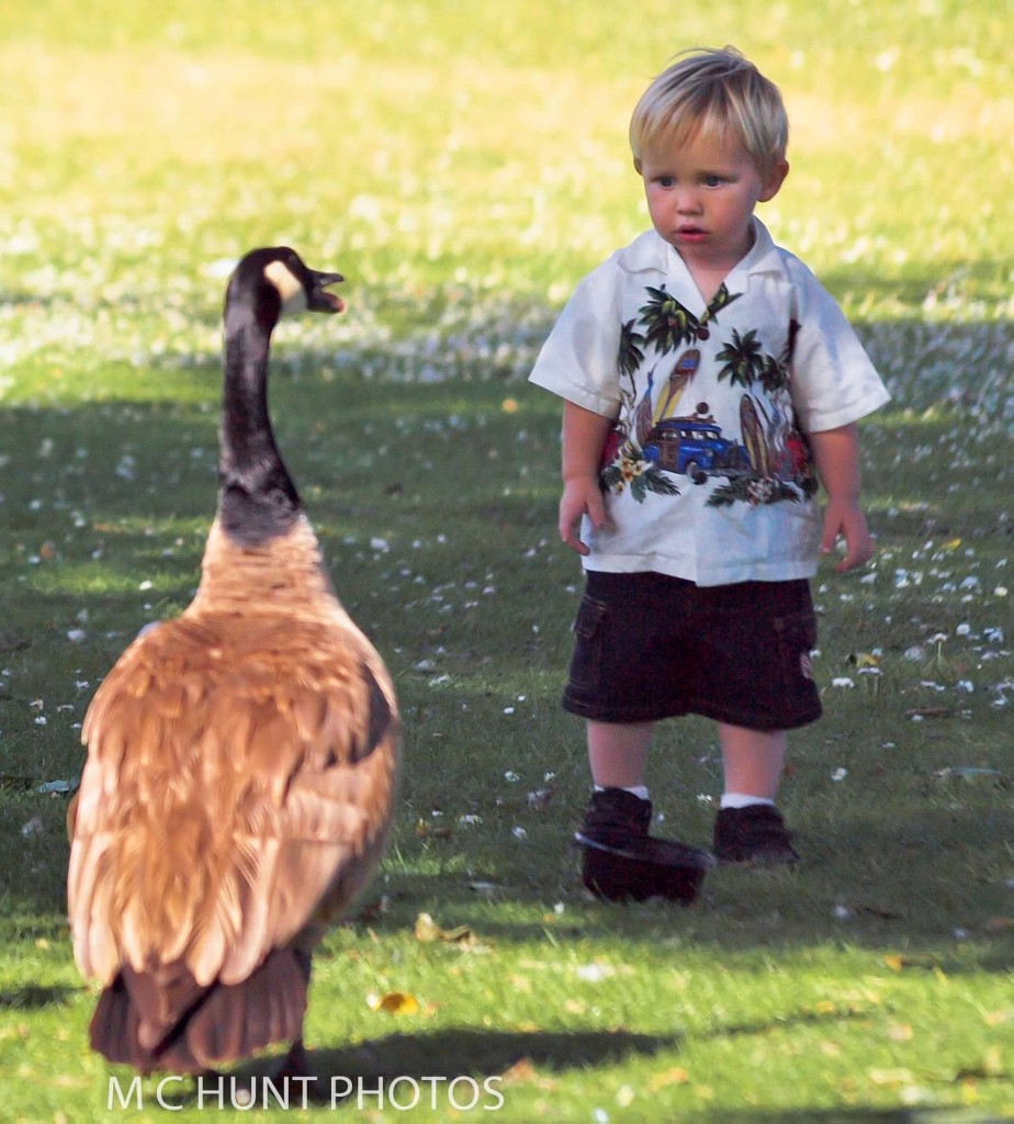 Boy and goose