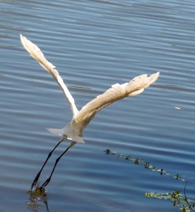 _Egret take-off