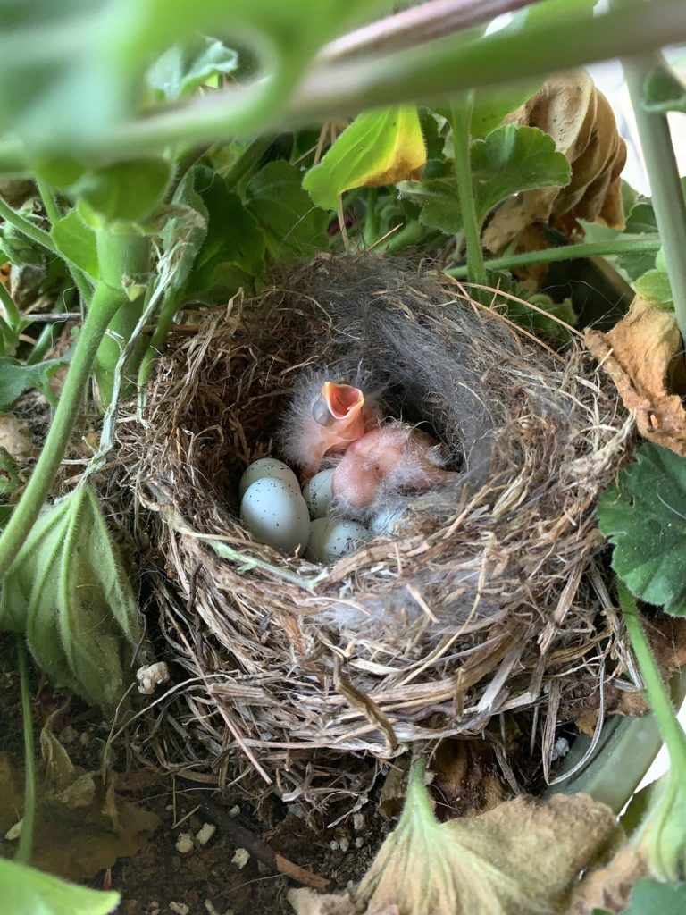 baby birds hatching, become something new